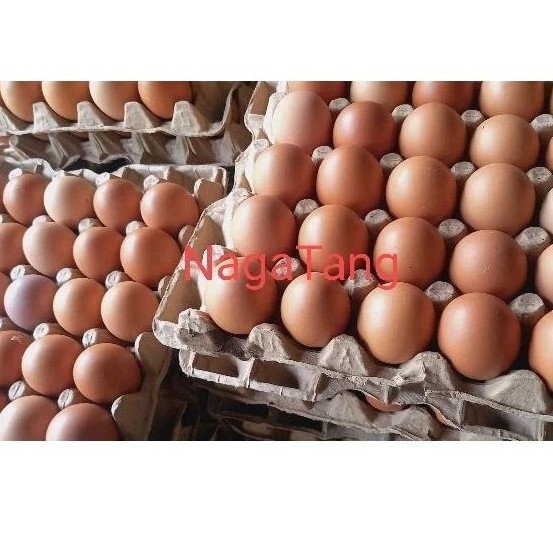 

TELUR UKURAN BESAR 1 PAPAN ISI 30 BUTIR