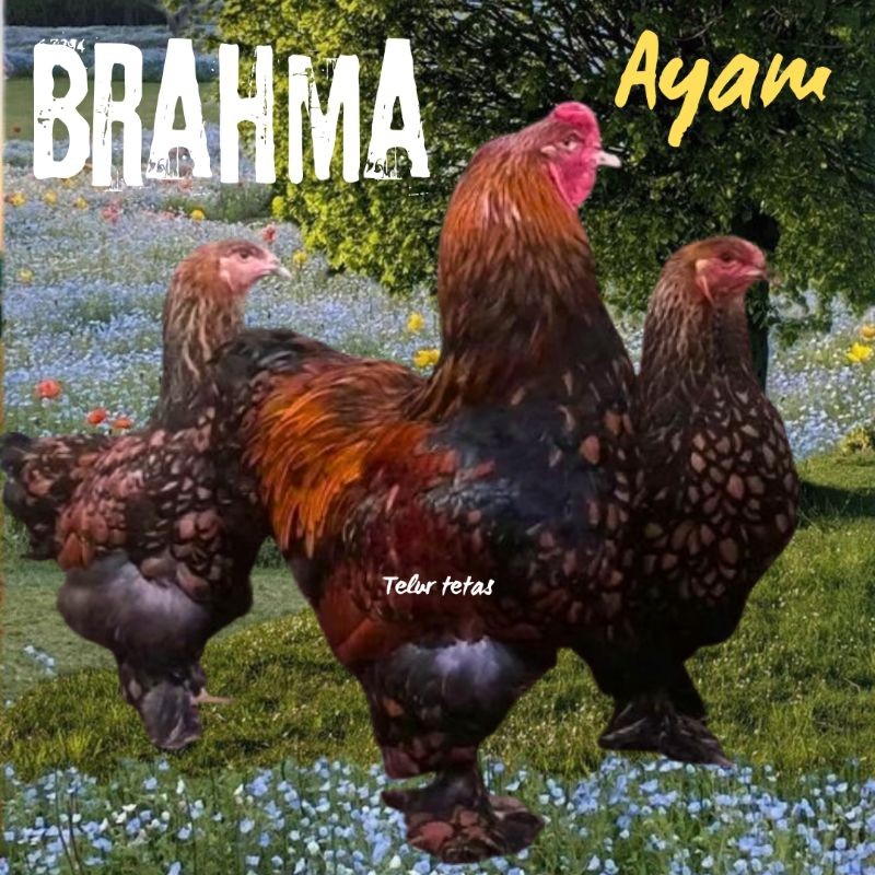 

telur ayam brahma siap tetas