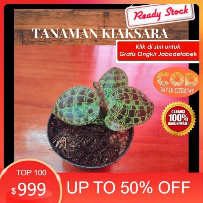 promo TANAMAN ANGREK LANGKA ANGGREK KIAKSARA TANAMAN ANGGREK KIAKSARA - Hitam ready
