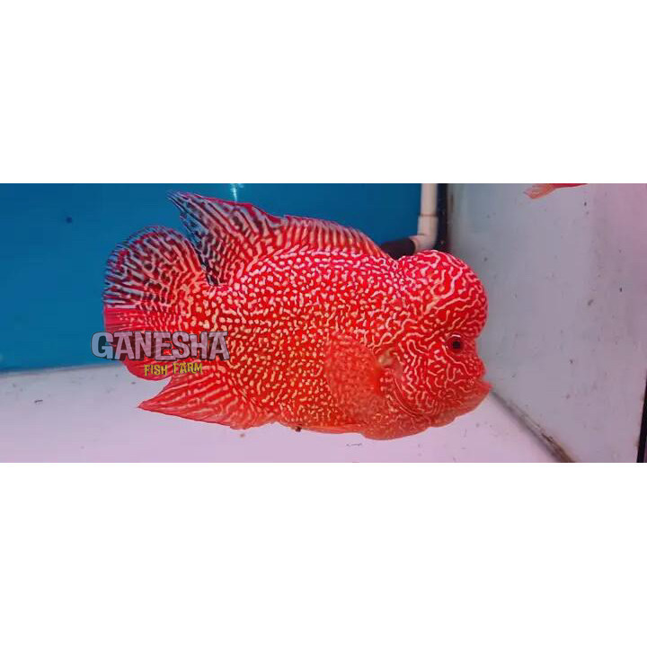 Super vip Burayak Louhan GBxCencu 3-5 cm