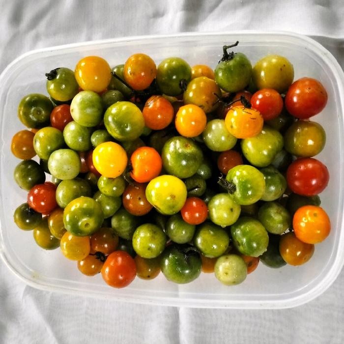 

RAMPAY LAMPUNG KUALITAS TERBAIK 1 KG