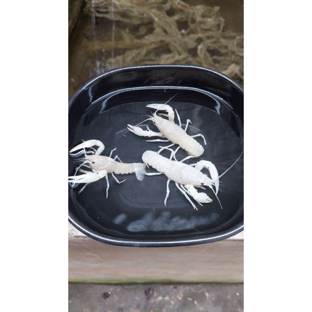 Paket KHUSUS GRAB INSTAN // lobster hias // lobster hias air tawar // indukan dewasa (isi 3) 1 janta