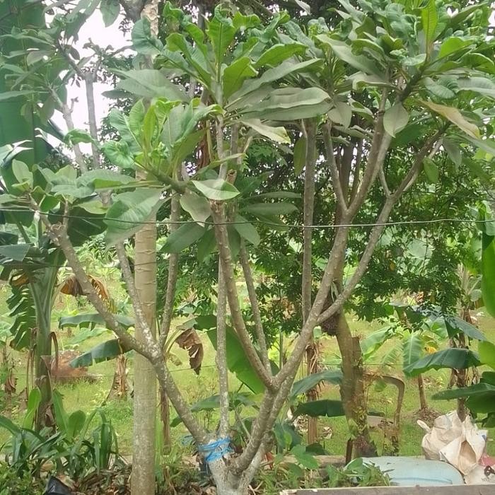 pohon Kamboja Bali tinggi 3 meter - MURAH