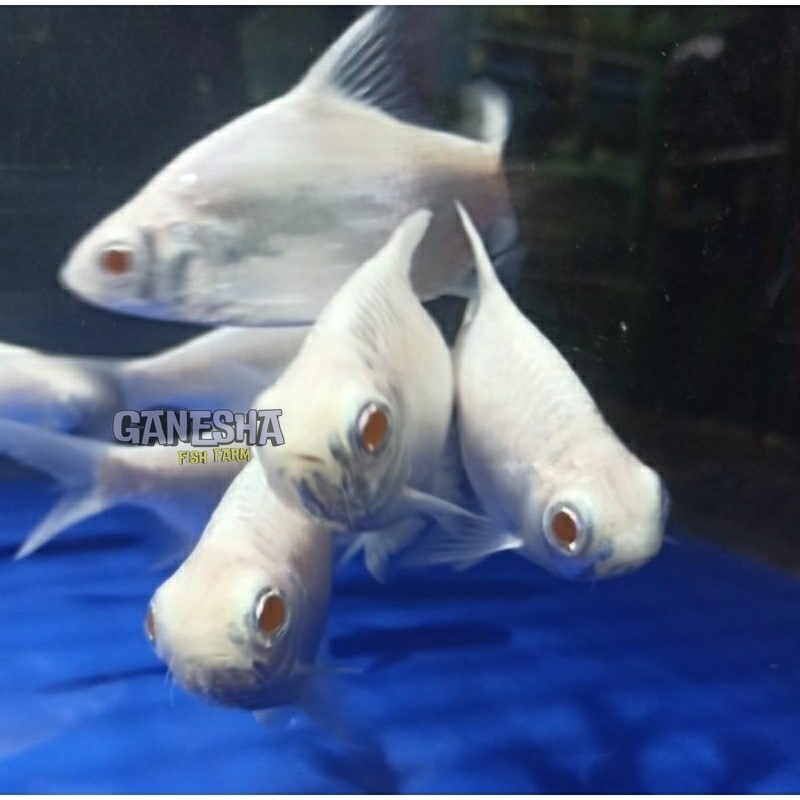 ikan kaviat platinum mata merah  size m 7-8 cm prekor