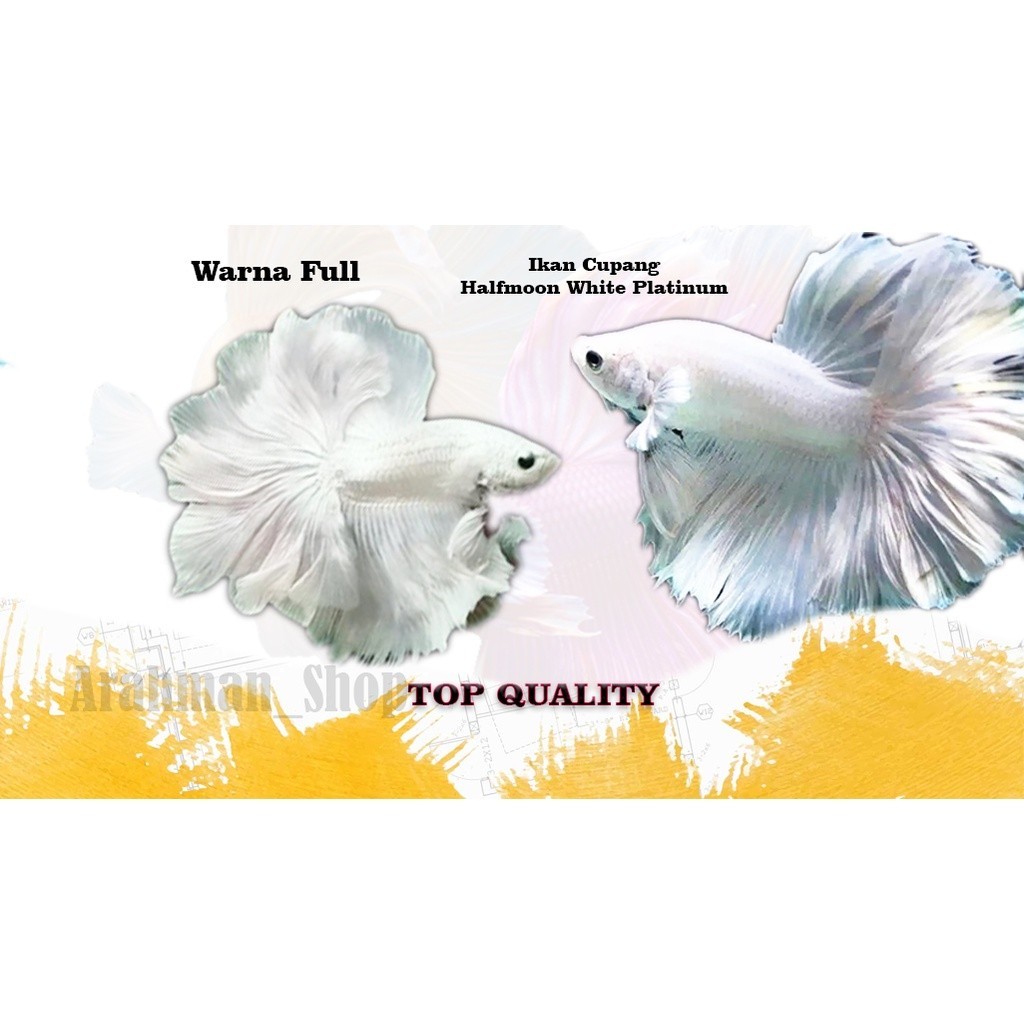

stiker anomali Cupang Halfmoon white platinum - ikan cupang warna putih