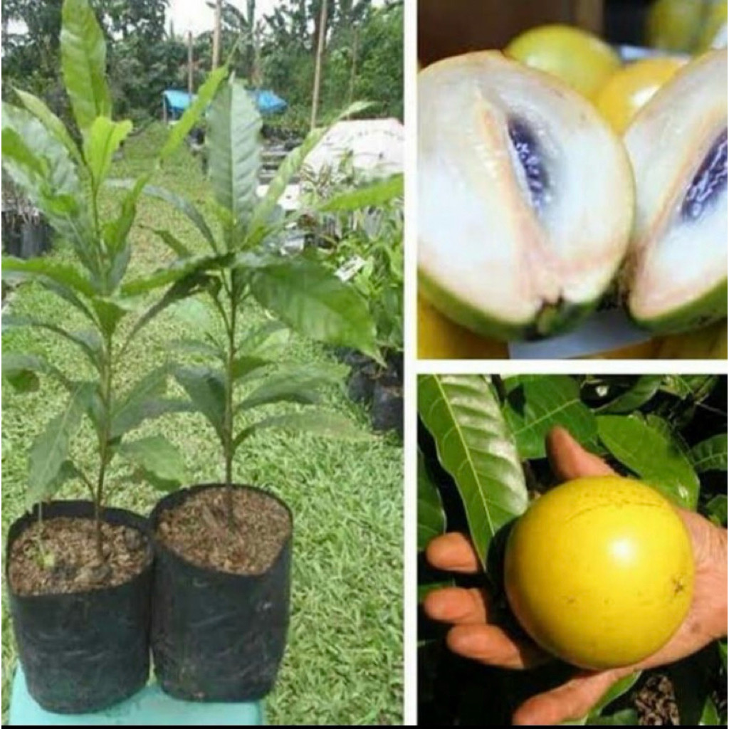 bibit buah sawo abiu / sawo Australia hasil okulasi