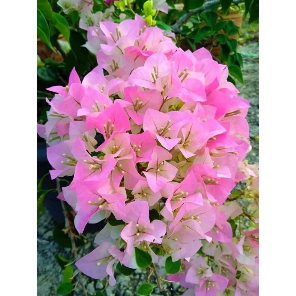 bougenville bengawan solo