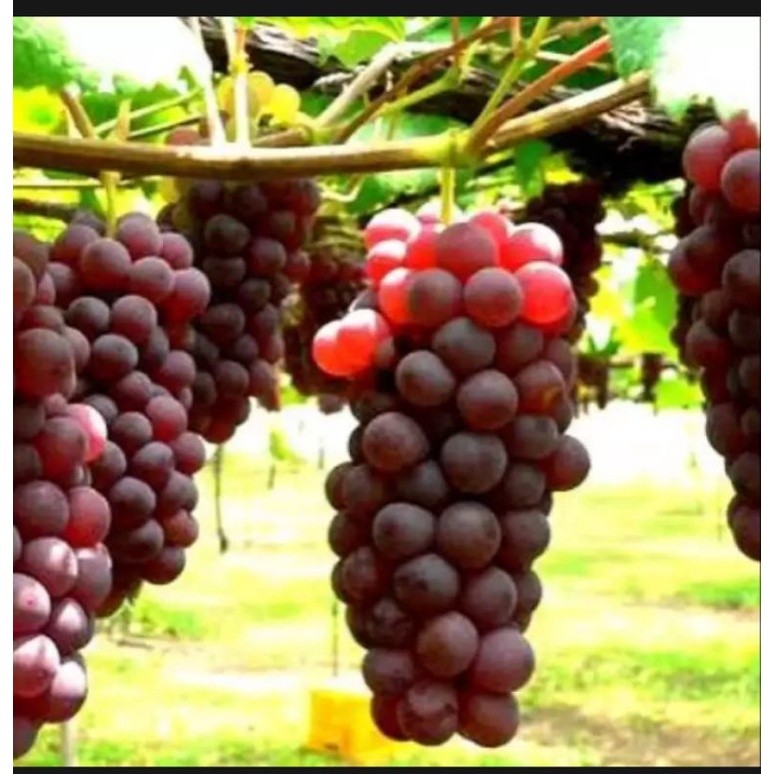 BIBIT ANGGUR IMPORT MERAH