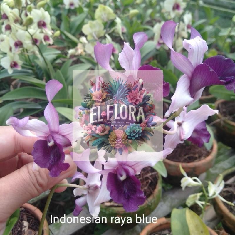 Anggrek dendrobium indonesia raya blue