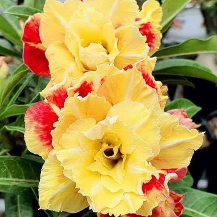 Adenium Grafting " Wealthy"