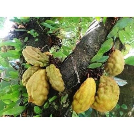 

Buah Pukih - Namnam - pokih segar