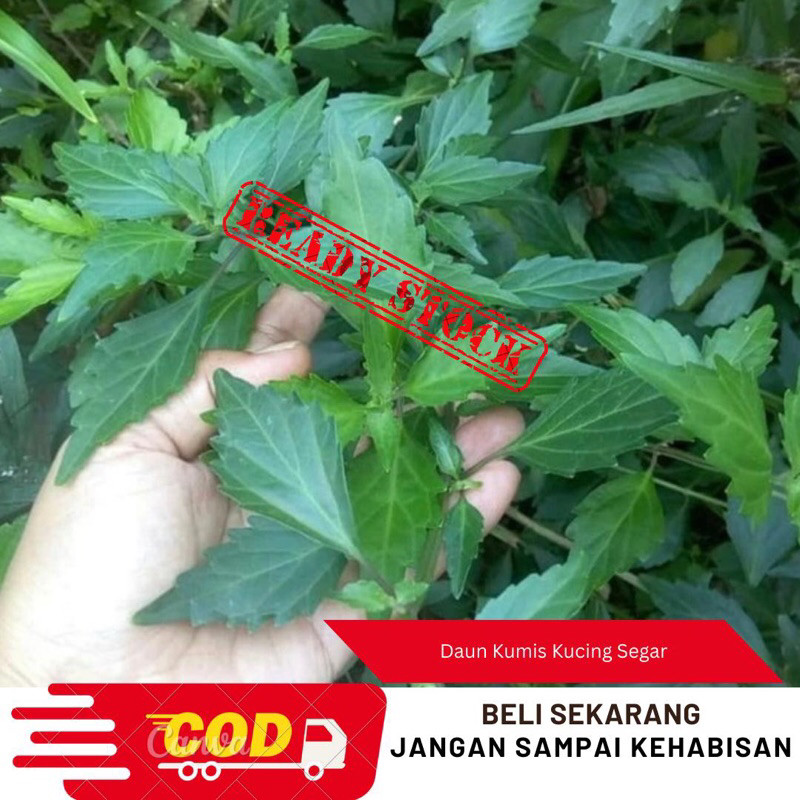 

Suryaman_Jaya New Promo 1kg Daun Kumis Kucing Segar/Kumis Kucing Fresh