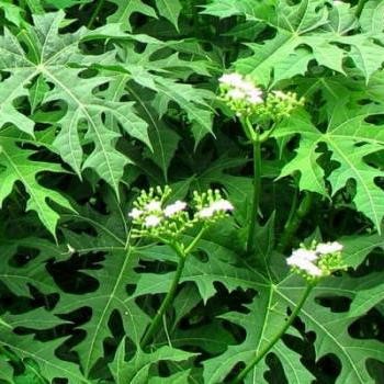 Bibit pepaya Jepang / daun pepaya Jepang tanaman berkualitas