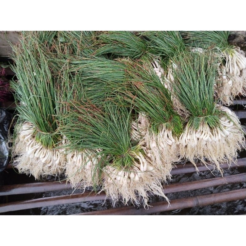 

bawang batak, lekio, kucay segar 1kg