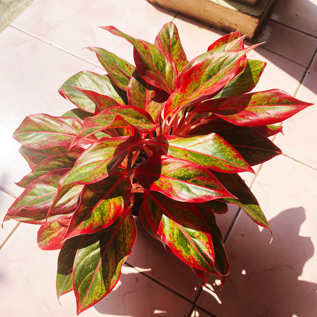 Aglonema Red Lipstik, Corak Hijau - Merah, Tanaman Hias Hidup dan Sehat