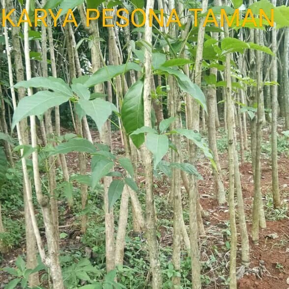 Pohon Tabebuya Pink Rosea Daun Besar