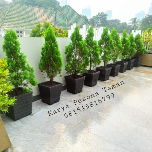 cemara kipas 1 meter tanaman hias pohon cemara kipas