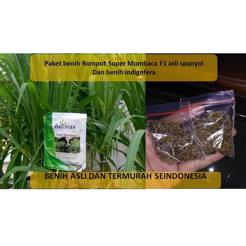 Paket Benih super mombaca F1 1000 biji dan indigofera kualitas super termurah Bibit Rumput Pakan Ter