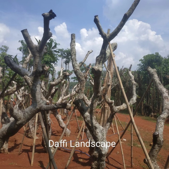 Pohon Kamboja Fosil | Kamboja Posil