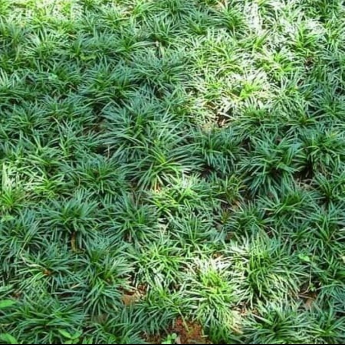 Tanaman hias rumput kucai mini - tanaman kucai - rumput kucai