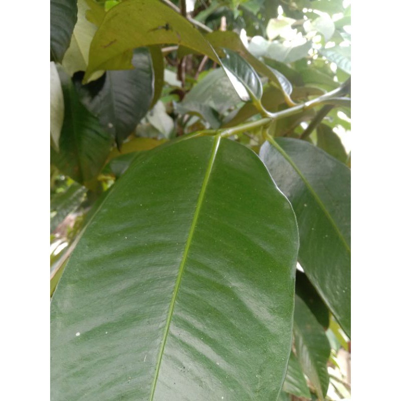

DAUN MANGGIS / DAUN MANGGU SEGAR/ KERING 500 GRAM SL