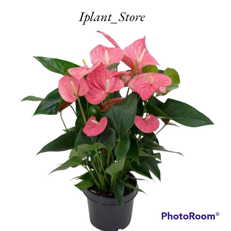 Anthurium mickey mouse pink-mickey mouse bunga pink-kembang-perlengkapan rumah-bunga hidup-tanaman h