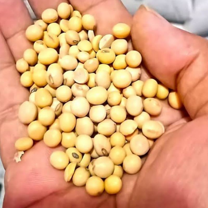 

KACANG KEDELAI SUPER IMPORT 1KG(GRADE.A NO.1)KACANG SOY BEAN 1KG