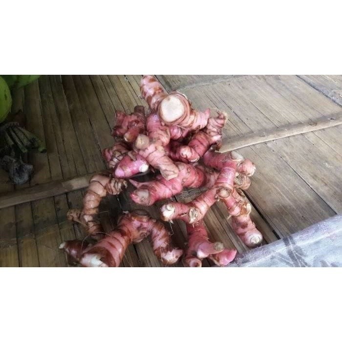 

Laja Gowah Jahe Alas Segar 1kg ready stok