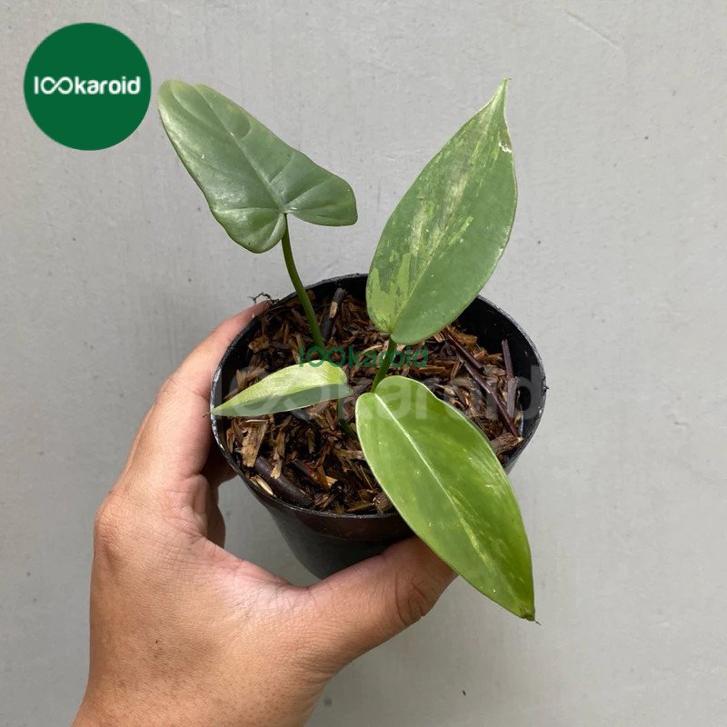 Tanaman Hias Philodendron Violin Varigata / Philo Violin Variegata