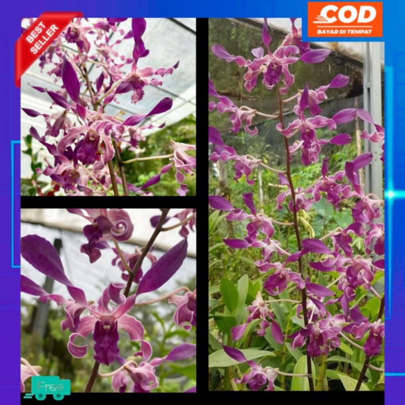 Tanaman anggrek Dendrobium Blue Spin (Kriting Thailand) | kondisi dewasa
