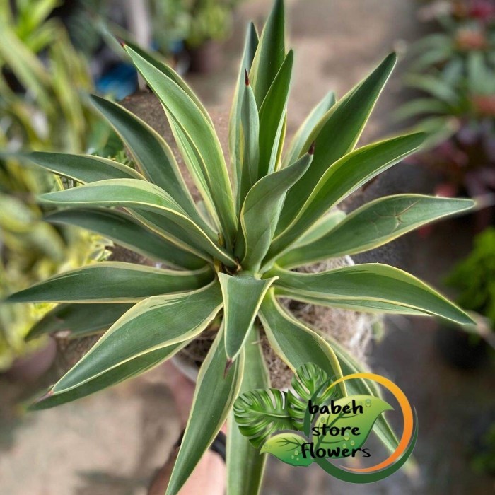 tanaman hias bromelia agave Americana variegata