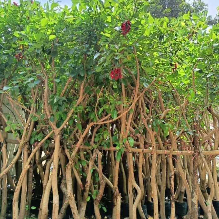 pohon dadap merah 3-4 meter