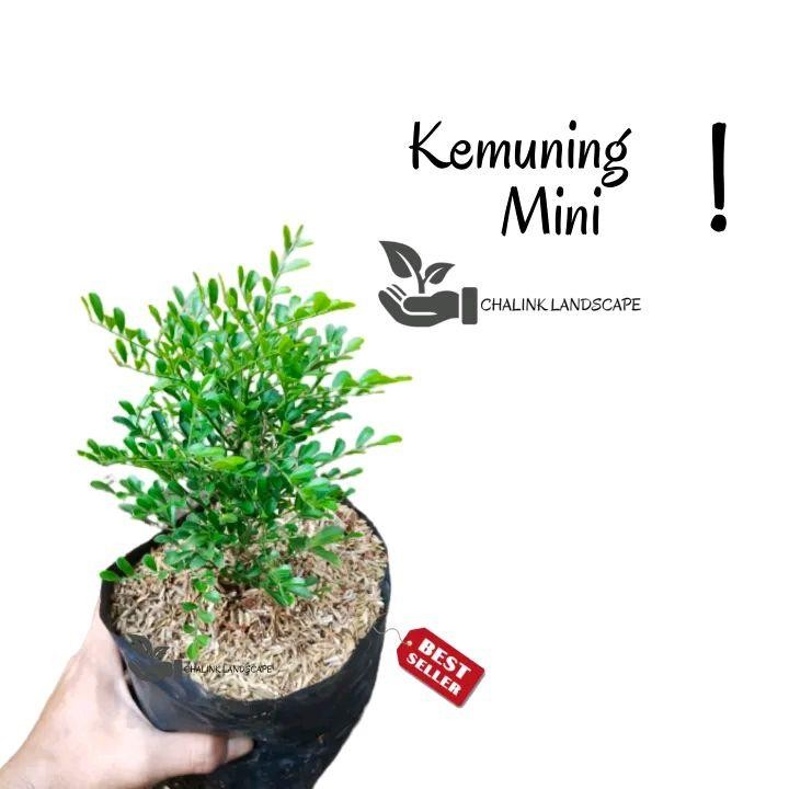 Tanaman Bunga Kemuning Mini / Bonsai Kemuning / Bunga kemuning wangi / Tanaman bunga wangi / Tanaman