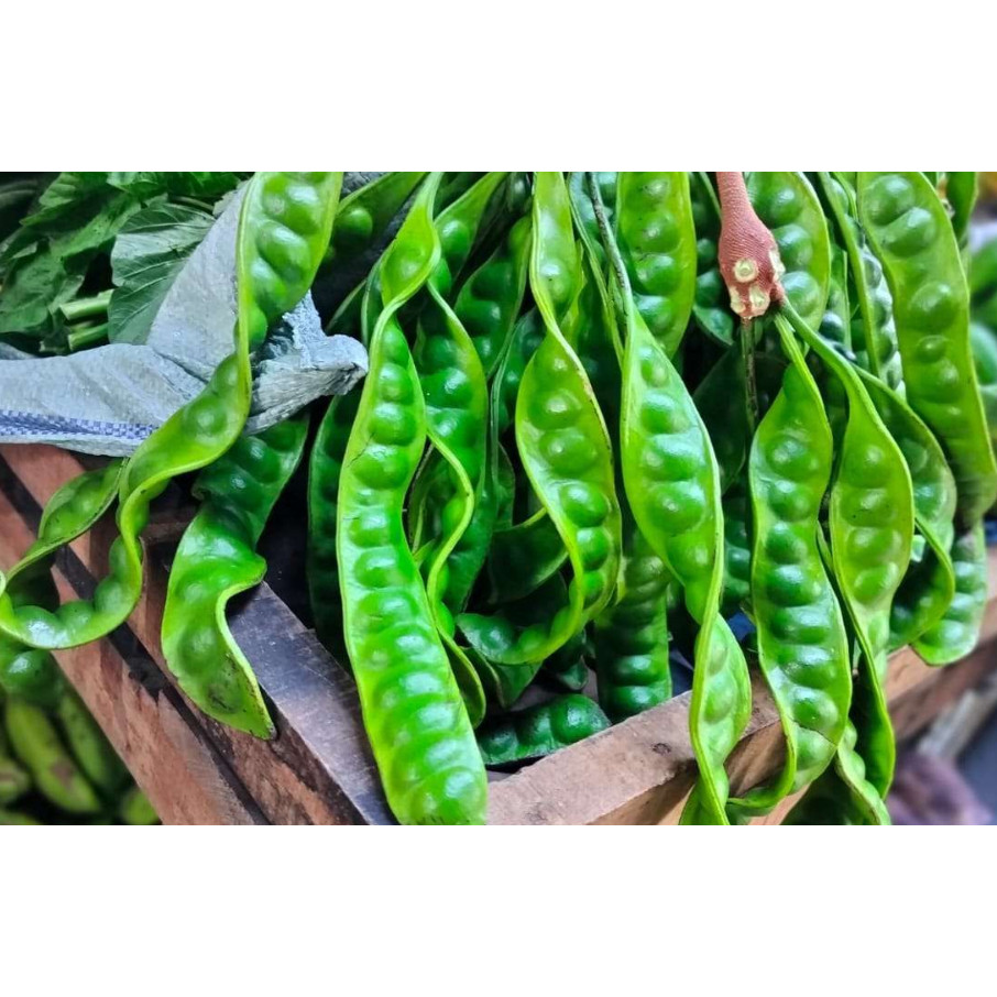 

TEBUS MURAH Petai/Pete Super Per Papan