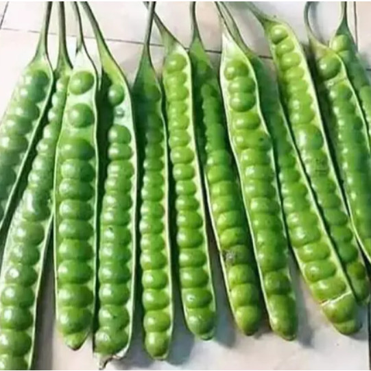 

TEBUS MURAH PETAI/PETE Petai Peteuy Pete Segar 1Papan I Buah Pete I Makanan Buah I Segar