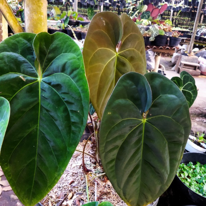 Tanaman hias Anthurium ace of spades / Kuping Gajah ACE OF SPADES AOS