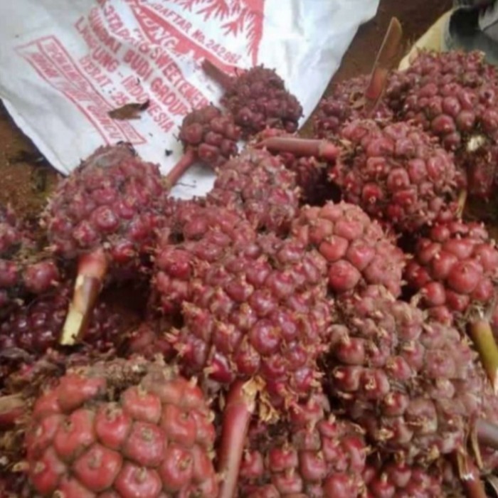 

Buah Honje Segar Dan Unggul Persatu Buah