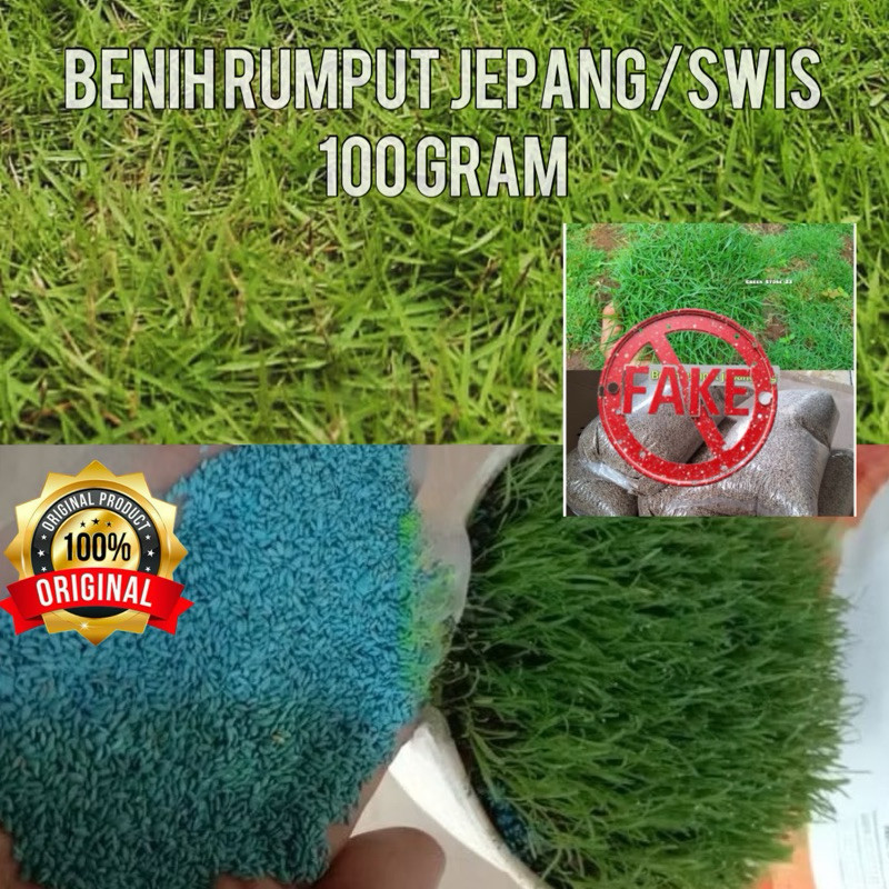 100gram benih rumput jepang-bibi rumput jepang original