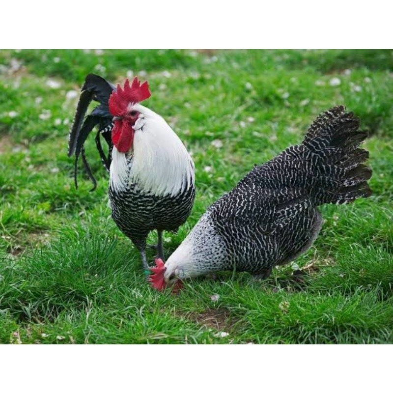 

Fertil TELUR AYAM ARAB PETELUR SUPER UNTUK DI TETASKAN