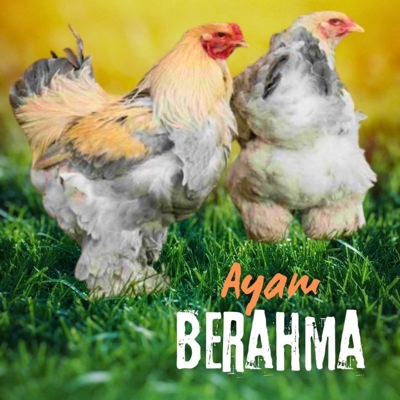

Fertil telur ayam hias Berahma untuk di tetaskan