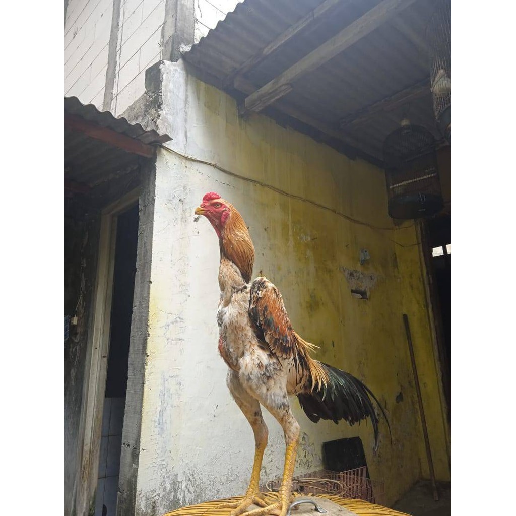 

Fertil Telur ayam bangkok shamo eropa / ayam petarung aduan bisa ditetaskan