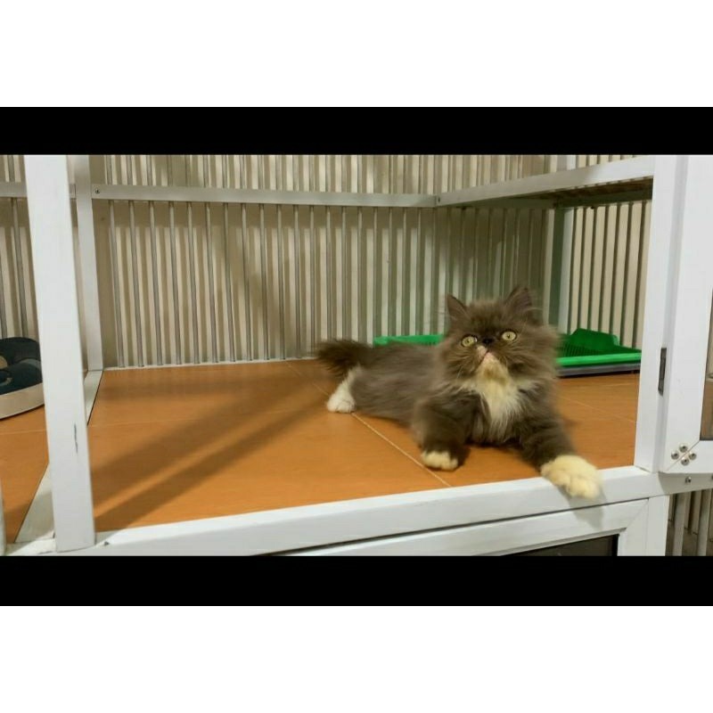 Kucing kitten Peaknose Jantan