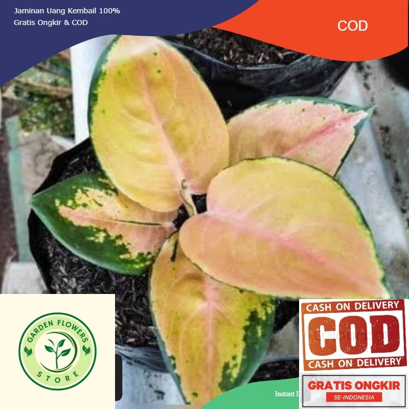 AGLONEMA SULTAN BRUNAI BABY DAUN 3-4