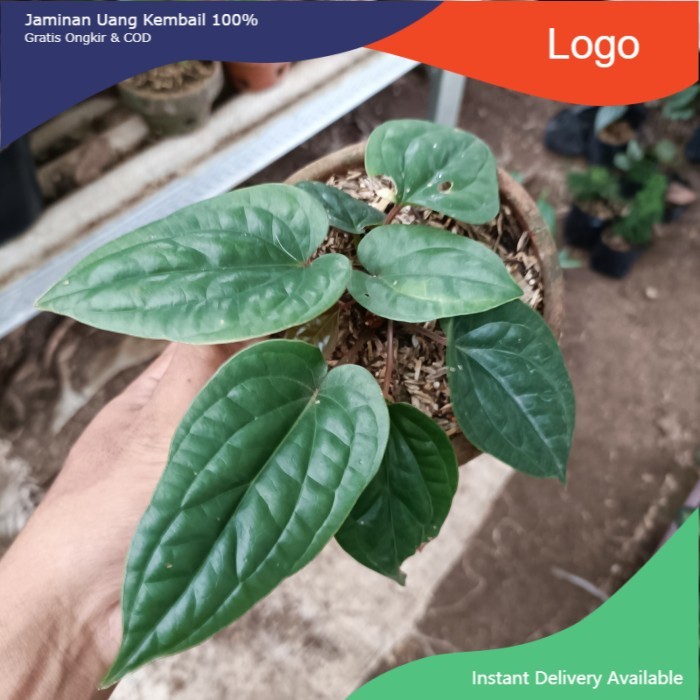 bibit anthurium sirih / anthurium sirih