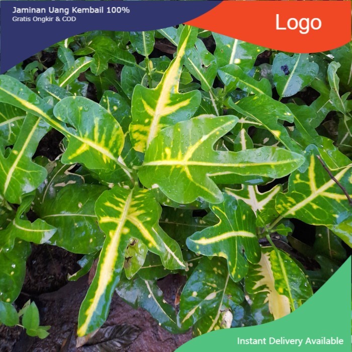 Tanaman hias puring terang bulan / puring terang bulan