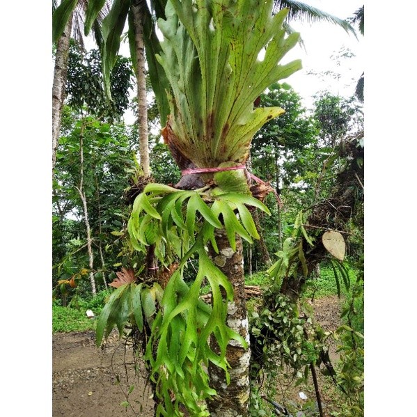 Platycerium Coronarium Dewasa/Kadaka Tanduk Rusa Jumbo