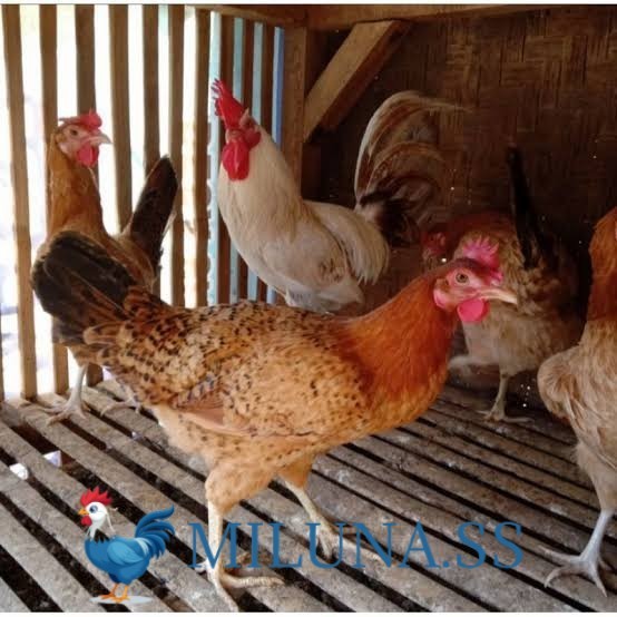 

FERTIL TELUR AYAM elba pe handal siap ditetaskan - --elba