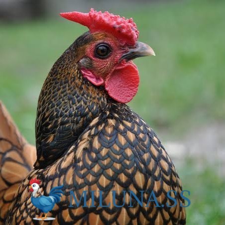 

TELUR AYAM TETAS FERTIL serama kate batik kanada hias siap tetas