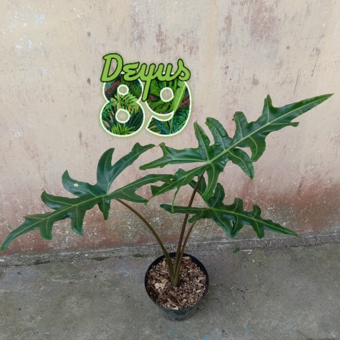 tanaman hias alocasia portei bibit/malaysian monster