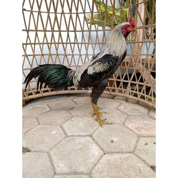 

Fertil ayam pama IQ telur fertill 100% terlaris